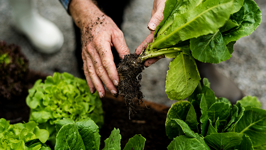 hands-picking-organic-fresh-agricultural-lettuce